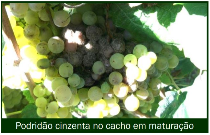 vinha